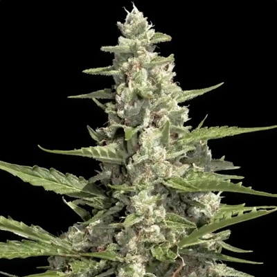 Paradise Seeds Pandora AUTO semienka neobsahujú THC 3 ks