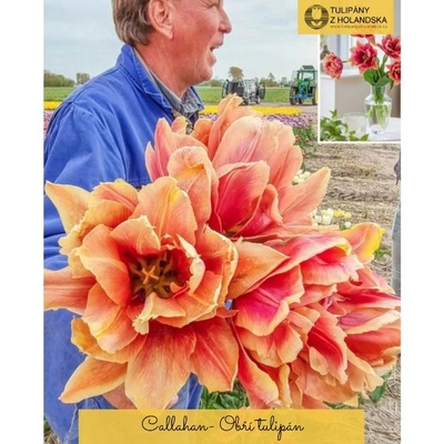CALLAHAN - OBŘÍ TULIPÁN Množství cibulek v jednom balení: 5 ks