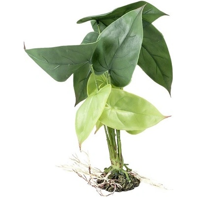 Terarijná rastlina Alocasia M 35cm