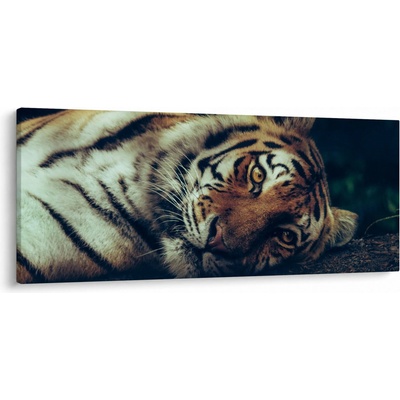 Obraz - Tygr Sibiřský, jednodílný 120x50 cm – Hledejceny.cz
