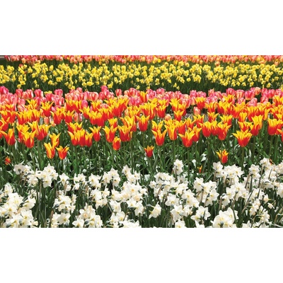 Preinterier FT5126 Fototapeta na stenu Farebné tulipány vlies 152cm x 104cm