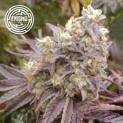 Enigma Genetics Forbidden Sherbert semienka neobsahujú THC 3 ks