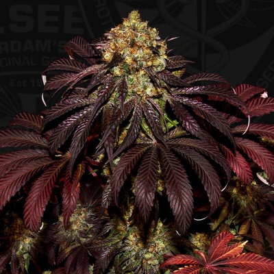T.H. Seeds Stracciatella semienka neobsahujú THC 6 ks