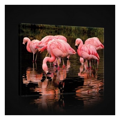 Obraz na plátne obdĺžník - OB0954 - Plameniaky 60cm x 40cm - O4
