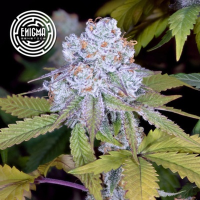 Enigma Genetics Do-Si-dos Sherbert semienka neobsahujú THC 3 ks