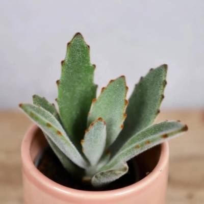 Kalanchoe Tomentosa baby