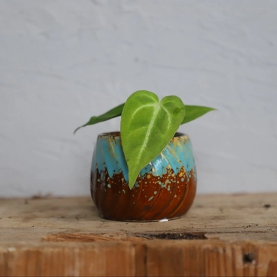 Anthurium Magnificum baby