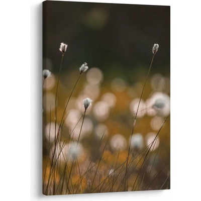 Obraz - Louka s cottongrass N⁰2, jednodílný 50x70 cm