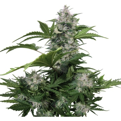 Buddha Seeds White Dwarf AUTO semienka neobsahujú THC 10 ks