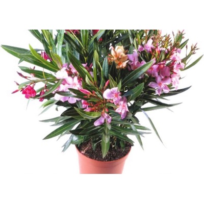 Nerium oleander 3 farebný 27x45 cm