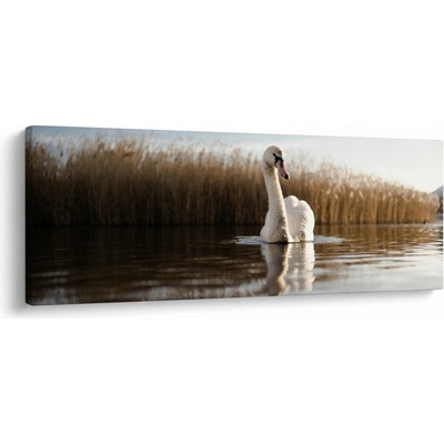 Obraz labutě, jednodílný 100x40 cm