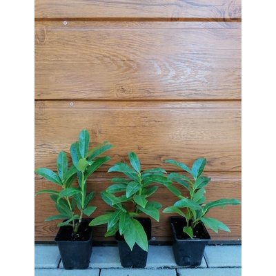 Vavrínovec lekársky (Prunus laurocerasus ´Genolia´) veľkosť 20-35cm
