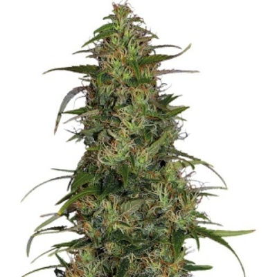 Serious Seeds CBD Chronic semienka neobsahujú THC 6 ks
