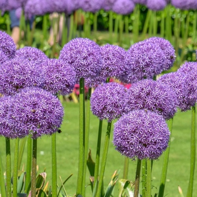 Cesnak obrovský Giganteum Allium Giganteum cibuľoviny 1 ks