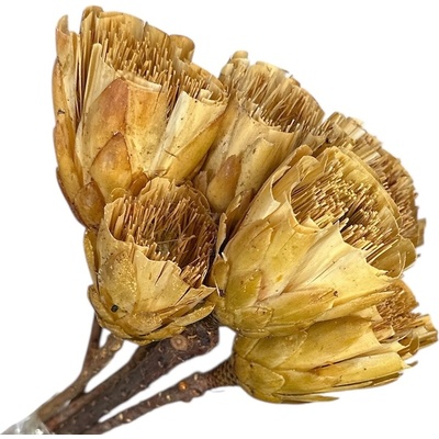Sušené kvety - Protea zrezané - béžové