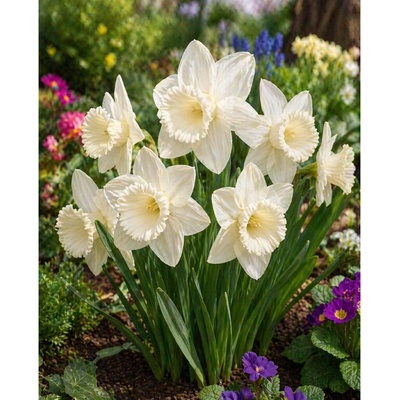 Narcis 'Mount hood' 5 ks Velikost: 12/14