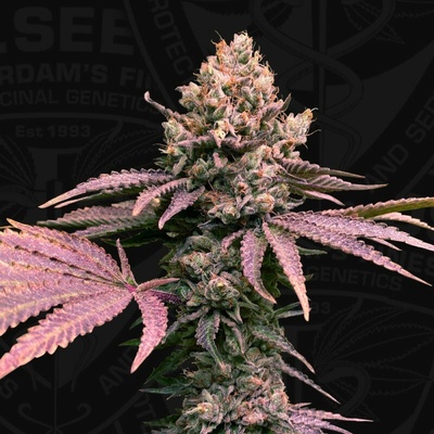 T.H. Seeds London Mint Cake semienka neobsahujú THC 6 ks