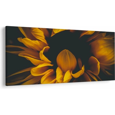Obraz - Slnečnica v čiernom pozadí, jednodielne 250x125 cm