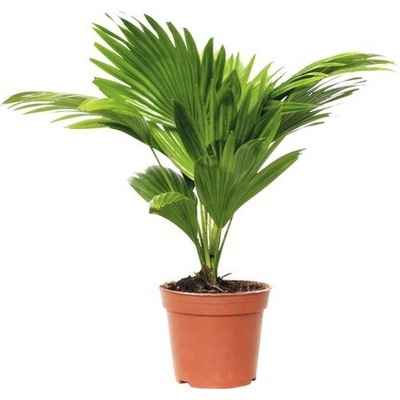 Livistonie FloraSelf Livistona rotundifolia výška cca 65 cm květináč Ø 17 cm