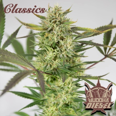 Buddha Seeds Diesel semienka neobsahujú THC 1 ks