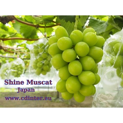 Vinič Shine Muscat stolový s muškátovou chuťou sadenica z Japonska