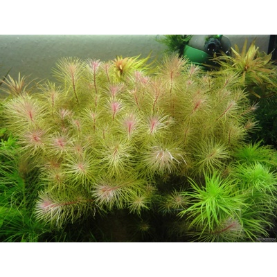 Rotala sp. Vietnam 5,5 cm