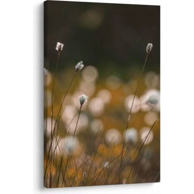 Obraz - Louka s cottongrass N⁰2, jednodílný 60x90 cm
