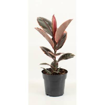 Ficus elastica Belize 12x30 cm