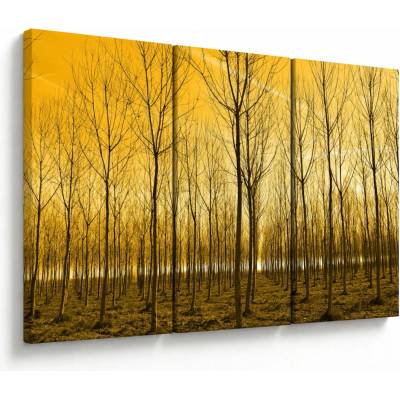 Obraz lesa pri západe slnka, trojdielne 120x80 cm
