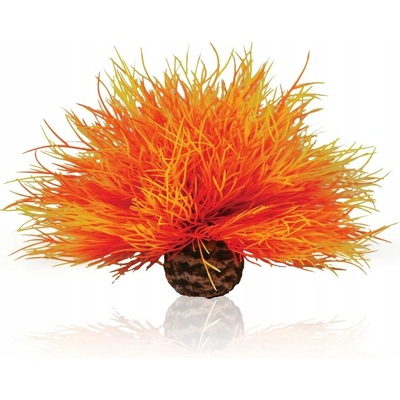 Biorb Liliovník plamenný 14 cm 46085