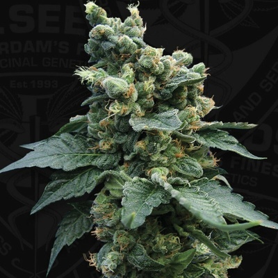 T.H. Seeds Sage N Sour regular semienka neobsahujú THC 5 ks