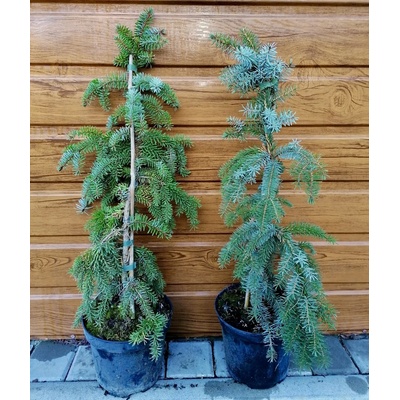 Smrek omorikový (Picea omorika ´Pendula bruns´) veľkosť 60-80cm