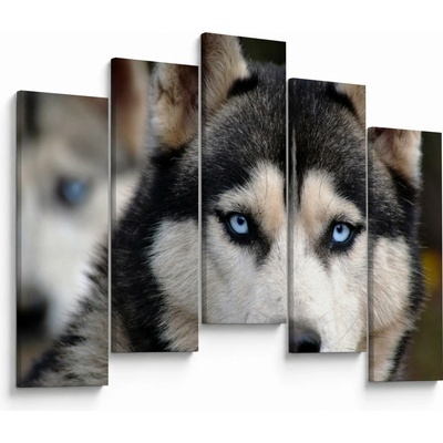 Obraz psa husky, pětidílný 125x90 cm
