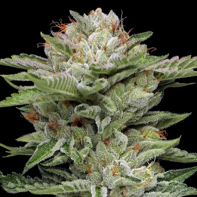 Humboldt Seed Company V Auto semienka neobsahujú THC 3 ks