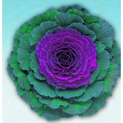 Okrasná kapusta Pigeon F1 Purple Brassica oleracea predaj semien 20 ks