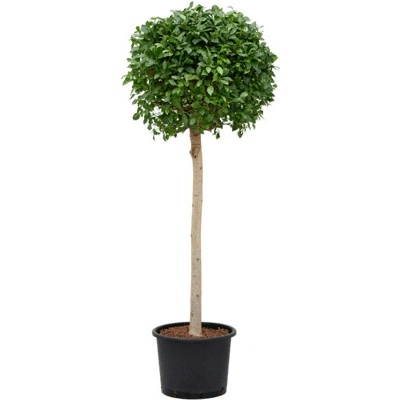 Ficus microcarpa Nitida Stem 35/28 výška 180 cm