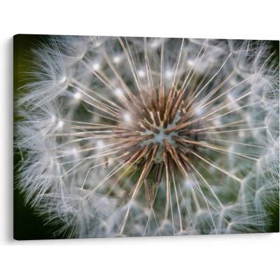 Obraz pampelišky, jednodílný 70x50 cm