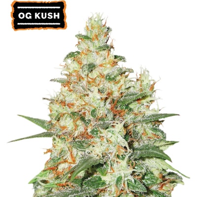 Seedstockers O.G Kush Auto semienka neobsahujú THC 100 ks
