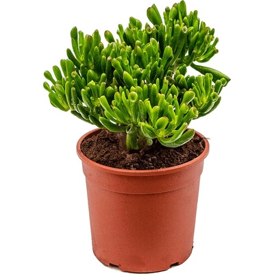 Crassula ovata Hobbit 17x35 cm