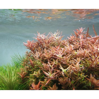 Rotala russila orange juice 5,5 cm – Hledejceny.cz