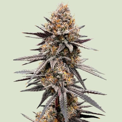 Royal Queen Seeds Gravity Berry F1 semienka neobsahujú THC 3 ks