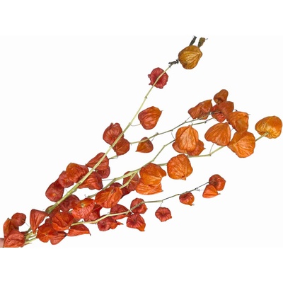Sušené kvety machovka čínska - lampión Physalis 5 vetvičiek