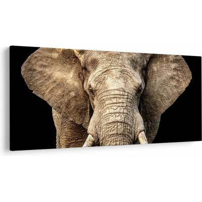 Obraz - Slon africký, jednodielne 200x100 cm