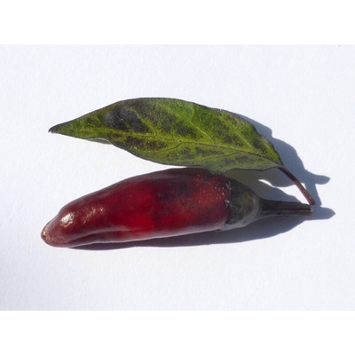 Semienka Piquant Paprička chilli ATZECO