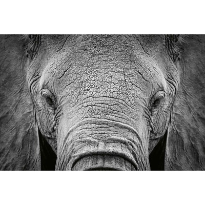 Dimex MS-5-0484 Vliesová fototapeta Slon africký rozměry 375 x 250 cm