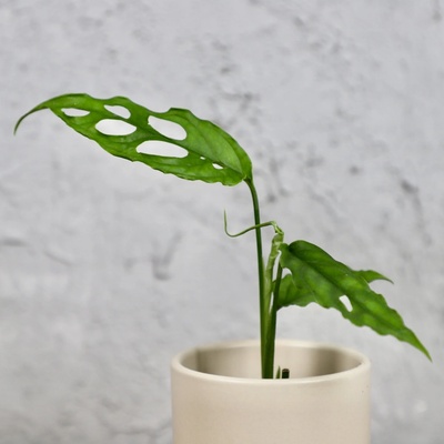 Monstera Obliqua Peru baby