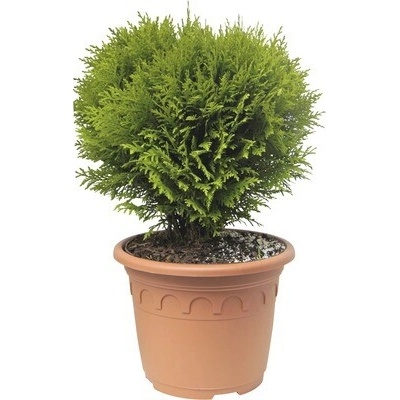 Tuja, tuja západná guľa FloraSelf Thuja occidentalis „Danica“ 30-40 cm kvetináč 8 l