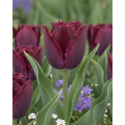 Tulipán 'Purple Crystal' 5 ks