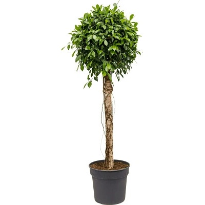 Ficus microcarpa nitida stem 38x180 cm