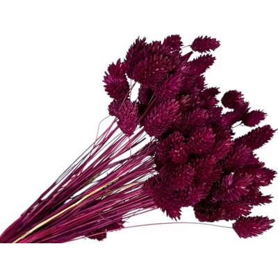 Sušená tráva Phalaris - Chrastica 80g - bordová - fuchsiová